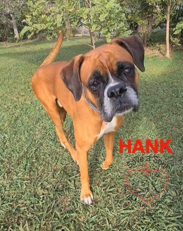 Hank boxer puro di 5 anni Foto 5